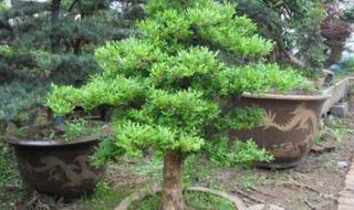 小叶黄杨盆景价格 小叶黄杨盆景价格