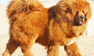 世界上最贵的狗 世界上最贵的狗