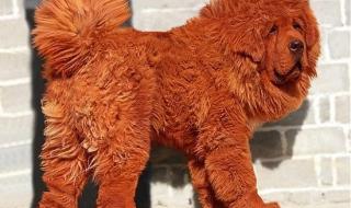 世界上最贵的藏獒 世界上最贵的藏獒