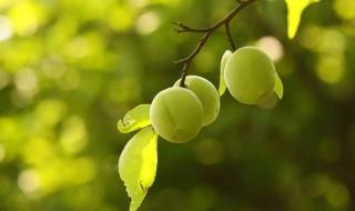 四时田园杂兴其二 四时田园杂兴其二