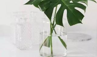 吸收二氧化碳的植物 吸收二氧化碳的植物