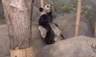 乐乐死因已初步确定 乐乐死因已初步确定