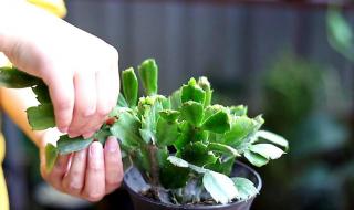 我有多久没喂饱你了