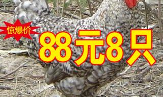 汶上芦花鸡 汶上芦花鸡