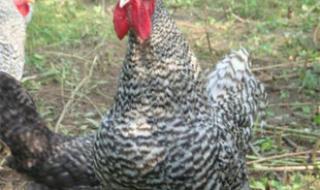 汶上芦花鸡 汶上芦花鸡