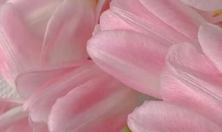 一束红玫瑰 一束红玫瑰