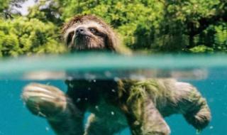 水猴子水鬼图片 水猴子水鬼图片