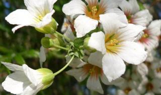 情窦初开的诗句 情窦初开的诗句