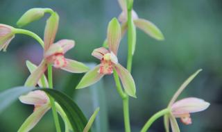 水晶之恋是什么服务 水晶之恋是什么服务