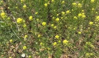 油菜花田现小黄人