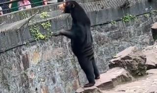 杭州动物园这只熊火了 杭州动物园这只熊火了