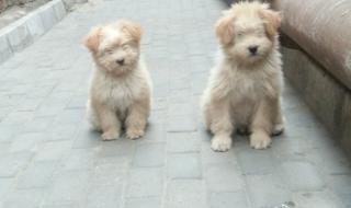 兰州流浪动物救助站