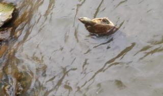 小天才积分修改器