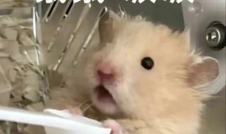 鼠鼠文学是什么梗