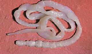 中国羊品种大全 中国羊品种大全