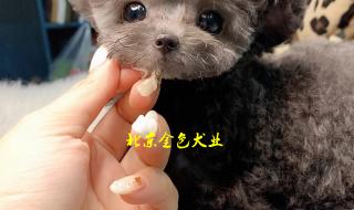 北京哪里有卖茶杯犬 北京哪里有卖茶杯犬